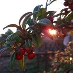 Cotoneaster integrifolius Vrucht