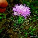 Cirsium discolor ফুল