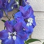 Delphinium elatum Flower