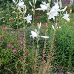 Lilium candidum Hàbitat