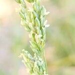 Sorghum halepenseFlower