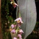 Polystachya cultriformis Цвят
