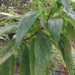 × Chitalpa tashkentensis Fuelha