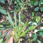 Catopsis sessiliflora Leaf