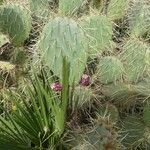 Opuntia littoralis ഇല