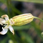 Silene douglasii Flor