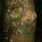 Pradosia ptychandra Bark
