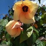 Hibiscus tiliaceus Květ