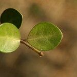 Fernelia buxifolia Muu