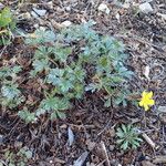 Potentilla verna Habitus