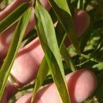 Phyllostachys aurea Blatt