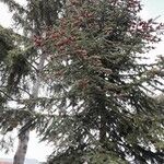 Abies alba অভ্যাস