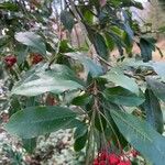 Photinia davidiana 叶