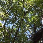 Zanthoxylum chalybeum आदत
