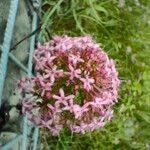 Valeriana angustifolia Flower