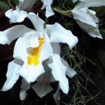 Coelogyne cristata Λουλούδι