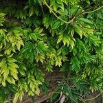 Millettia japonica Leaf