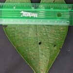 Dioscorea polygonoides Leaf