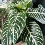 Aphelandra squarrosa 葉