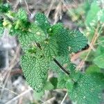 Teucrium scorodonia Лист