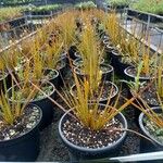 Libertia peregrinans Leaf