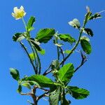 Sida rhombifolia Συνήθη χαρακτηριστικά