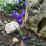 Iris xiphium Flor