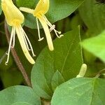 Lonicera japonica Blomst