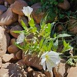 Eulobus californicus Flower