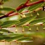 Phyllanthus bourgeoisii Hàbitat