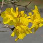 Handroanthus ochraceus Flower