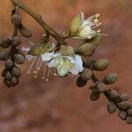 Isoberlinia tomentosa Floro