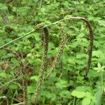 Carex pendula Flor