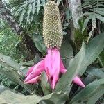 Aechmea mariae-reginae Blad