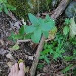 Galium circaezans Leaf