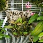 Bulbophyllum pecten-veneris Habitat