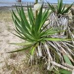 Yucca gloriosaपत्ता