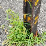 Setaria verticillata Blüte