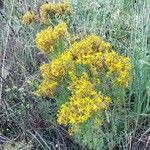 Hypericum perfoliatumFlower