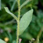 Rudbeckia hirta Blatt