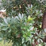 Arbutus andrachne पत्ता