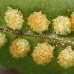 Polypodium interjectum Fruit