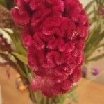 Celosia cristata Інше