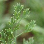 Fumaria parviflora Leaf