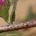 Echium tuberculatum Corteza