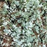 Eucalyptus pulverulenta Blad