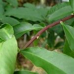 Pereskia aculeata Leaf