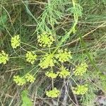 Gasparrinia peucedanoides Flor