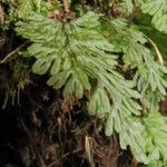 Hymenophyllum tunbrigense Leaf