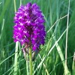 Anacamptis pyramidalisFlower